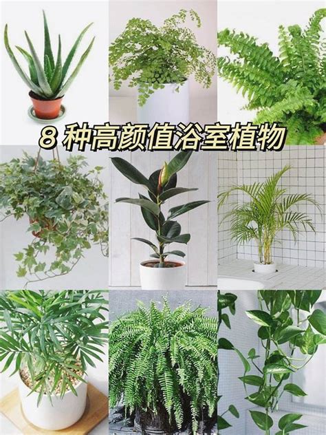 適合浴室的植物